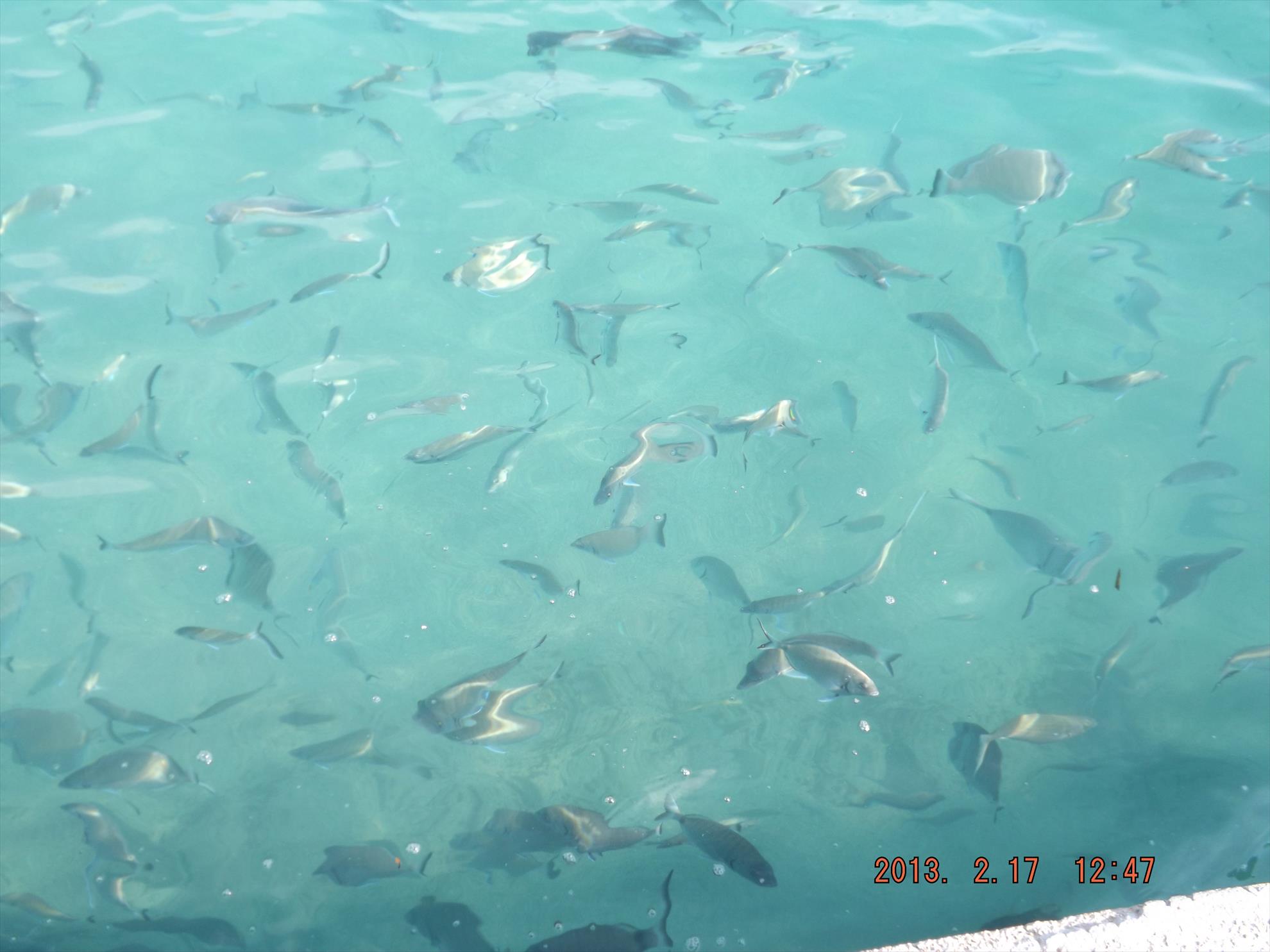 Crapi salbatici si alti pesti - dscf0181.jpg